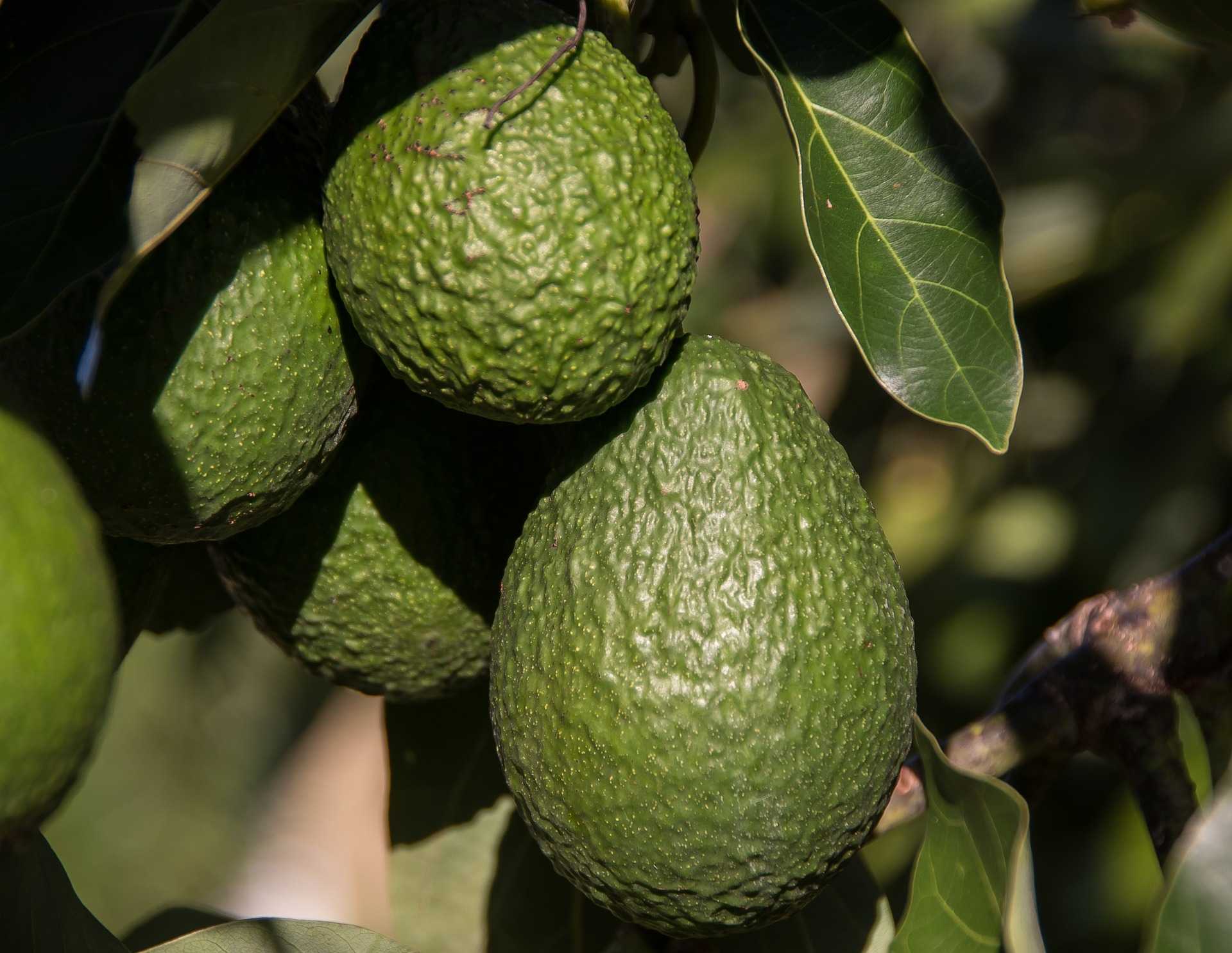 Avos tree